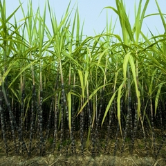 Sugarcane Fields